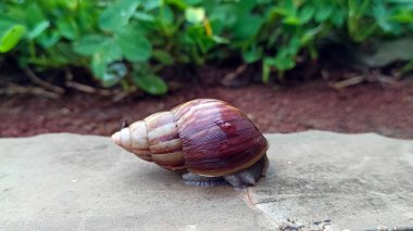 Çimenlerde yürüyen bir salyangoz gibi.
