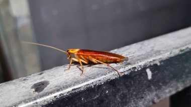 Hamamböceğini evin önündeki siyah çitlere yaklaştır.