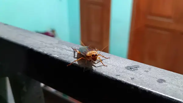 Hamamböceğini evin önündeki siyah çitlere yaklaştır.