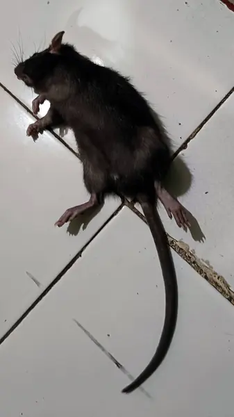 Beyaz zeminde pis ölü fare