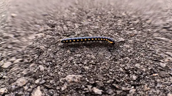 Sarı benekli kırkayak böceği kayalarda yürüyor.