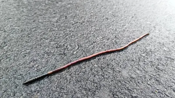 Yolda solucanların etrafını sarın.