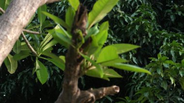 Parlak Bulutlu Büyük Ağaç Görünümü