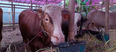 Büyük kahverengi inek çiftlikte ot yiyor.