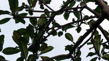 Güzel beyaz frangipani ya da Plumeria rubra çiçekleri bulut arka planında