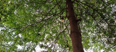 Etrafında ağaçlar olan bahçenin etrafında ışıklar asılı.