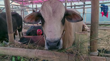 Büyük kahverengi inek çiftlikte ot yiyor.