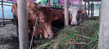 Büyük kahverengi inek çiftlikte ot yiyor.