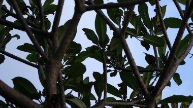 Parlak Bulutlu Büyük Ağaç Görünümü