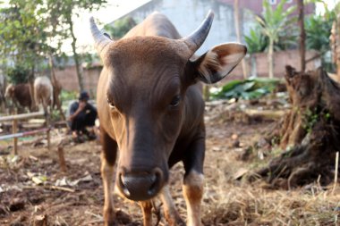 Kahverengi ve siyah Bima inekleri avluda