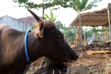 Kahverengi ve siyah Bima inekleri avluda