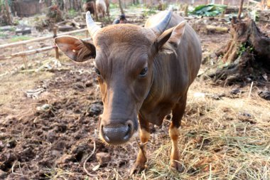 Kahverengi ve siyah Bima inekleri avluda