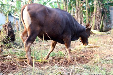 Kahverengi ve siyah Bima inekleri avluda