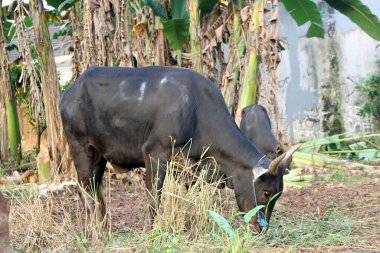 Kahverengi ve siyah Bima inekleri avluda
