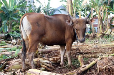 Kahverengi ve siyah Bima inekleri avluda