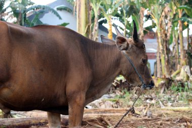 Kahverengi ve siyah Bima inekleri avluda