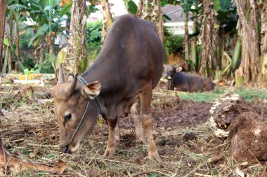 Kahverengi ve siyah Bima inekleri avluda