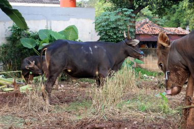 Kahverengi ve siyah Bima inekleri avluda