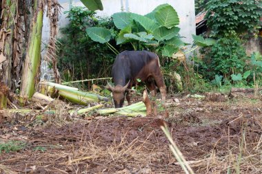Kahverengi ve siyah Bima inekleri avluda