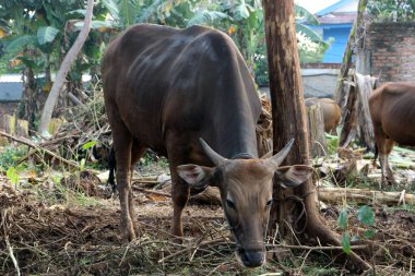 Kahverengi ve siyah Bima inekleri avluda