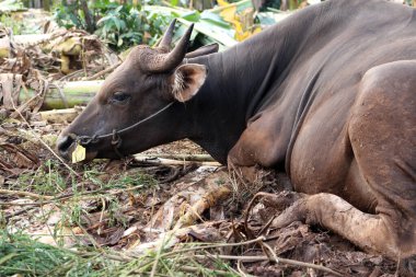Kahverengi ve siyah Bima inekleri avluda