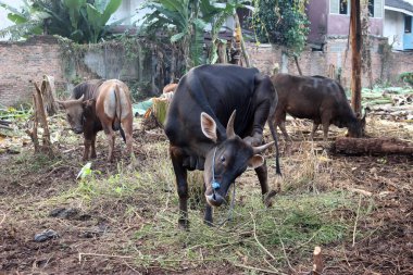 Kahverengi ve siyah Bima inekleri avluda