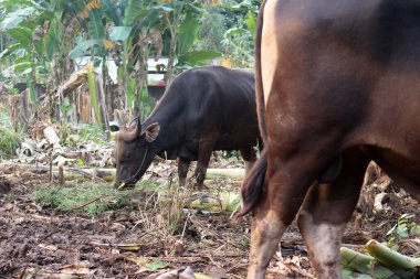 Kahverengi ve siyah Bima inekleri avluda