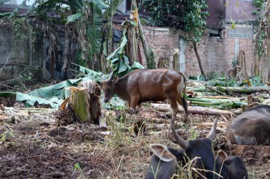 Kahverengi ve siyah Bima inekleri avluda