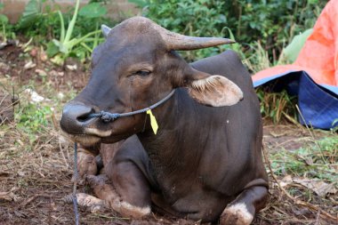 Kahverengi ve siyah Bima inekleri avluda