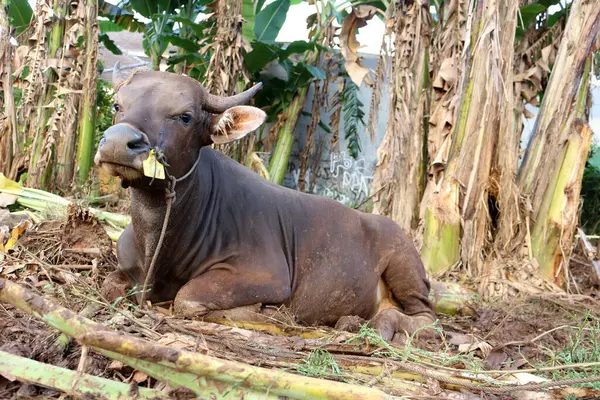 Kahverengi ve siyah Bima inekleri avluda