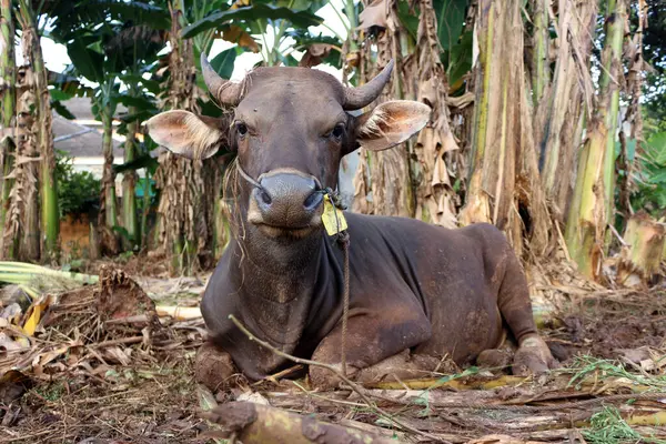 Kahverengi ve siyah Bima inekleri avluda