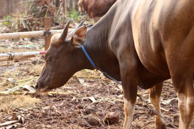 Kahverengi ve siyah Bima inekleri avluda