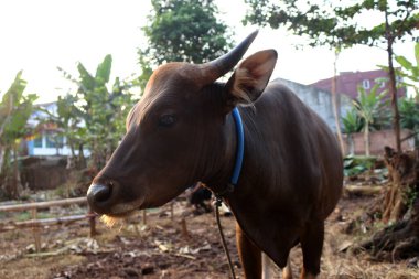 Kahverengi ve siyah Bima inekleri avluda