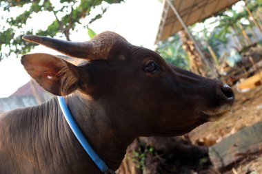Kahverengi ve siyah Bima inekleri avluda