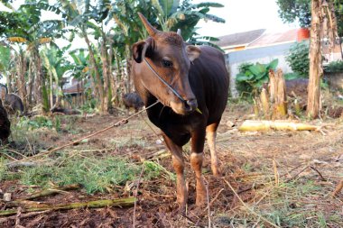 Kahverengi ve siyah Bima inekleri avluda