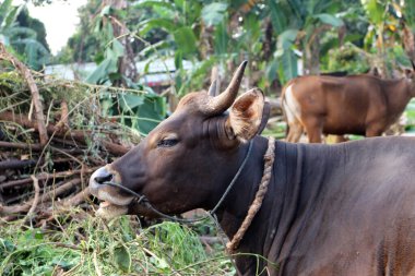 Kahverengi ve siyah Bima inekleri avluda