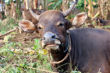 Kahverengi ve siyah Bima inekleri avluda