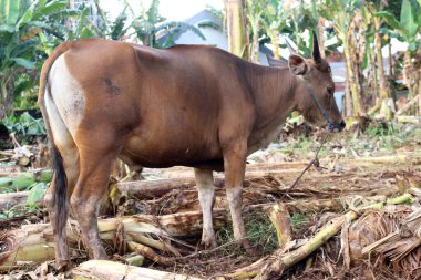 Kahverengi ve siyah Bima inekleri avluda