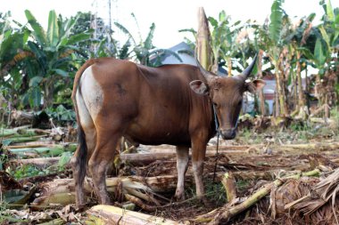 Kahverengi ve siyah Bima inekleri avluda