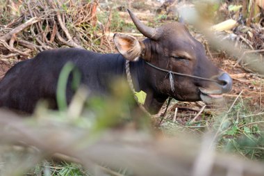Kahverengi ve siyah Bima inekleri avluda
