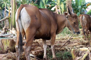 Kahverengi ve siyah Bima inekleri avluda