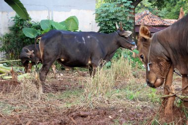 Kahverengi ve siyah Bima inekleri avluda