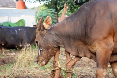 Kahverengi ve siyah Bima inekleri avluda