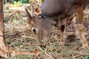 Kahverengi ve siyah Bima inekleri avluda