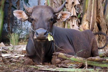 Kahverengi ve siyah Bima inekleri avluda