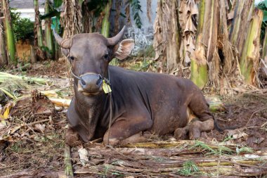 Kahverengi ve siyah Bima inekleri avluda