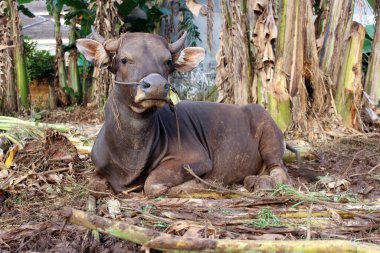 Kahverengi ve siyah Bima inekleri avluda
