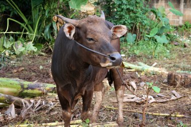 Kahverengi ve siyah Bima inekleri avluda