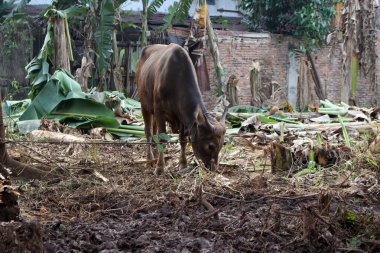 Kahverengi ve siyah Bima inekleri avluda