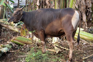 Kahverengi ve siyah Bima inekleri avluda